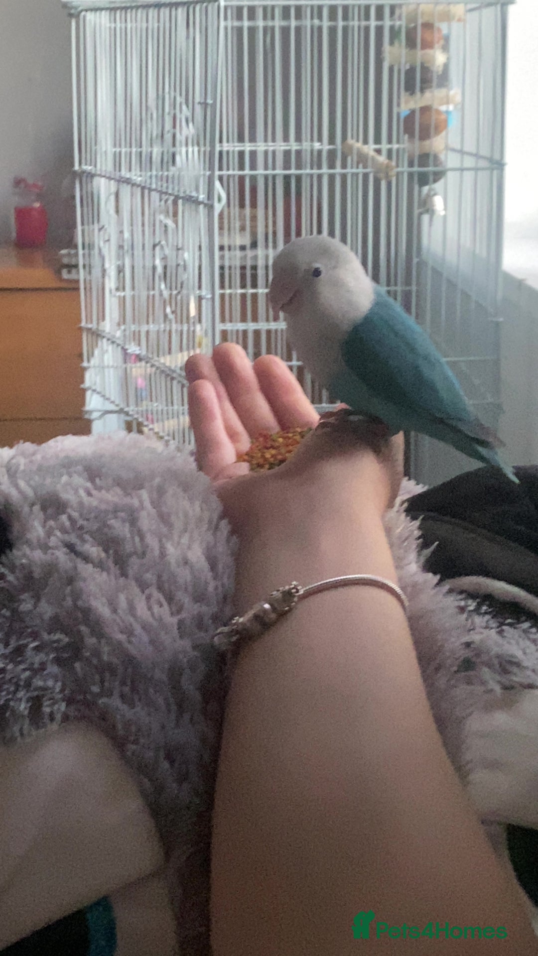 Lovebirds birds for sale: Selling Fischer’s Lovebird (PRICE IS NEGOTIABLE) - Advert 4