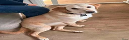 Mixed Breed dogs for adoption: Meet Dolly, currently residing in Worcestershire  in Evesham - Advert 6