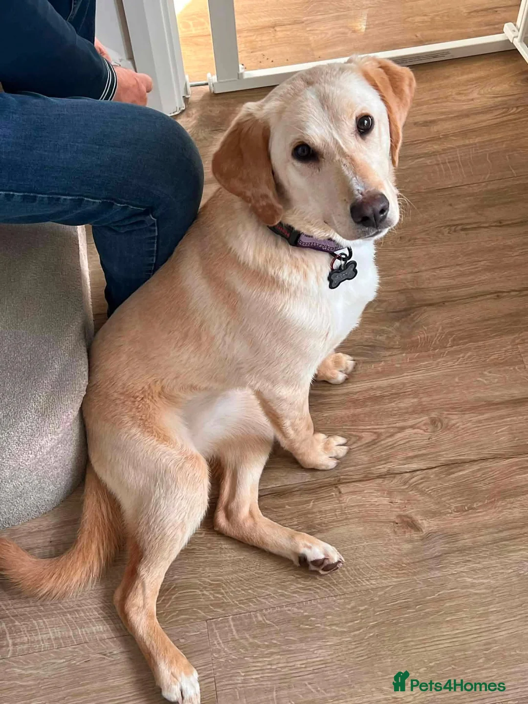 Mixed Breed dogs for adoption: Meet Dolly, currently residing in Worcestershire  in Evesham - Advert 6