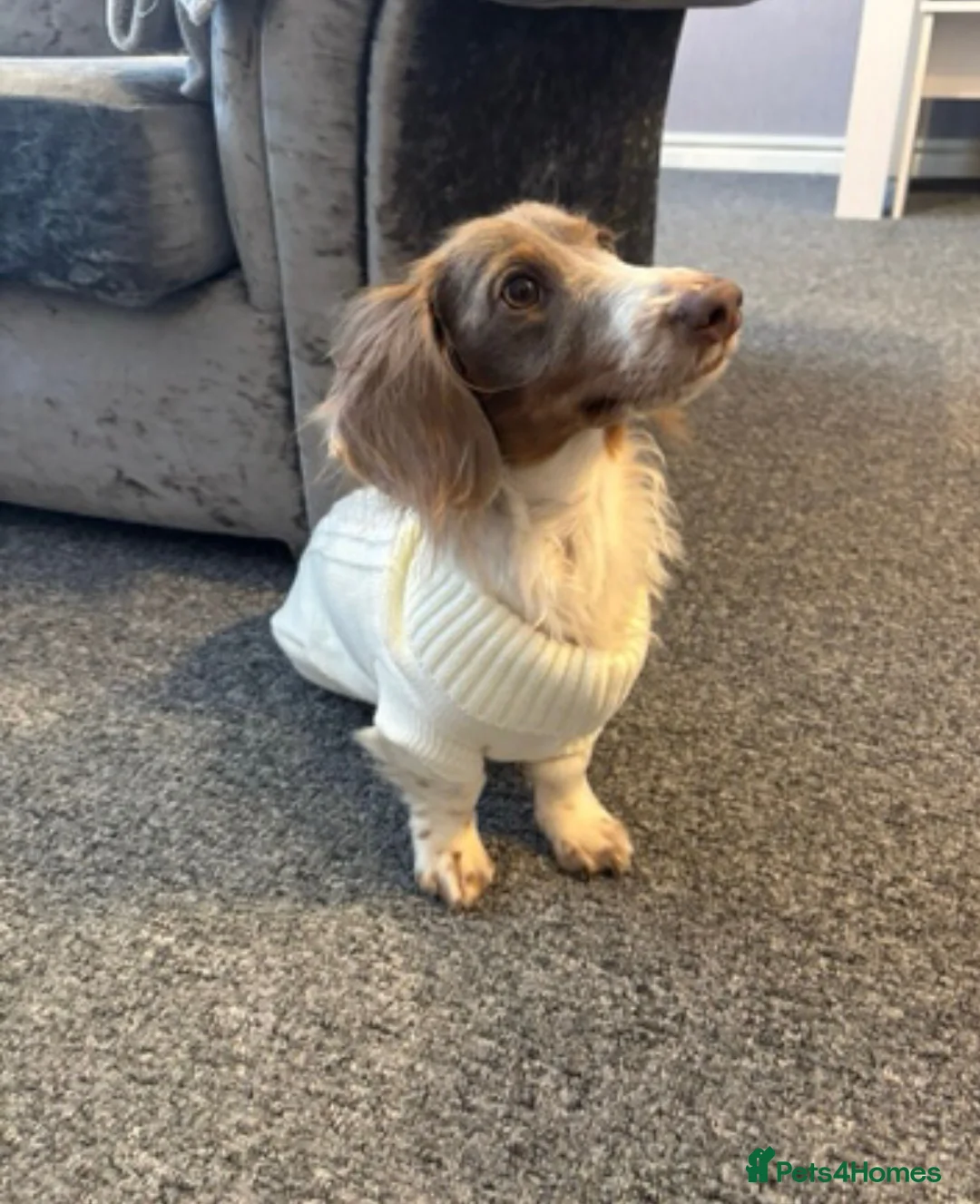 Miniature Dachshund dogs for sale: Piebald miniature dachshund pups ready now! - Advert 9