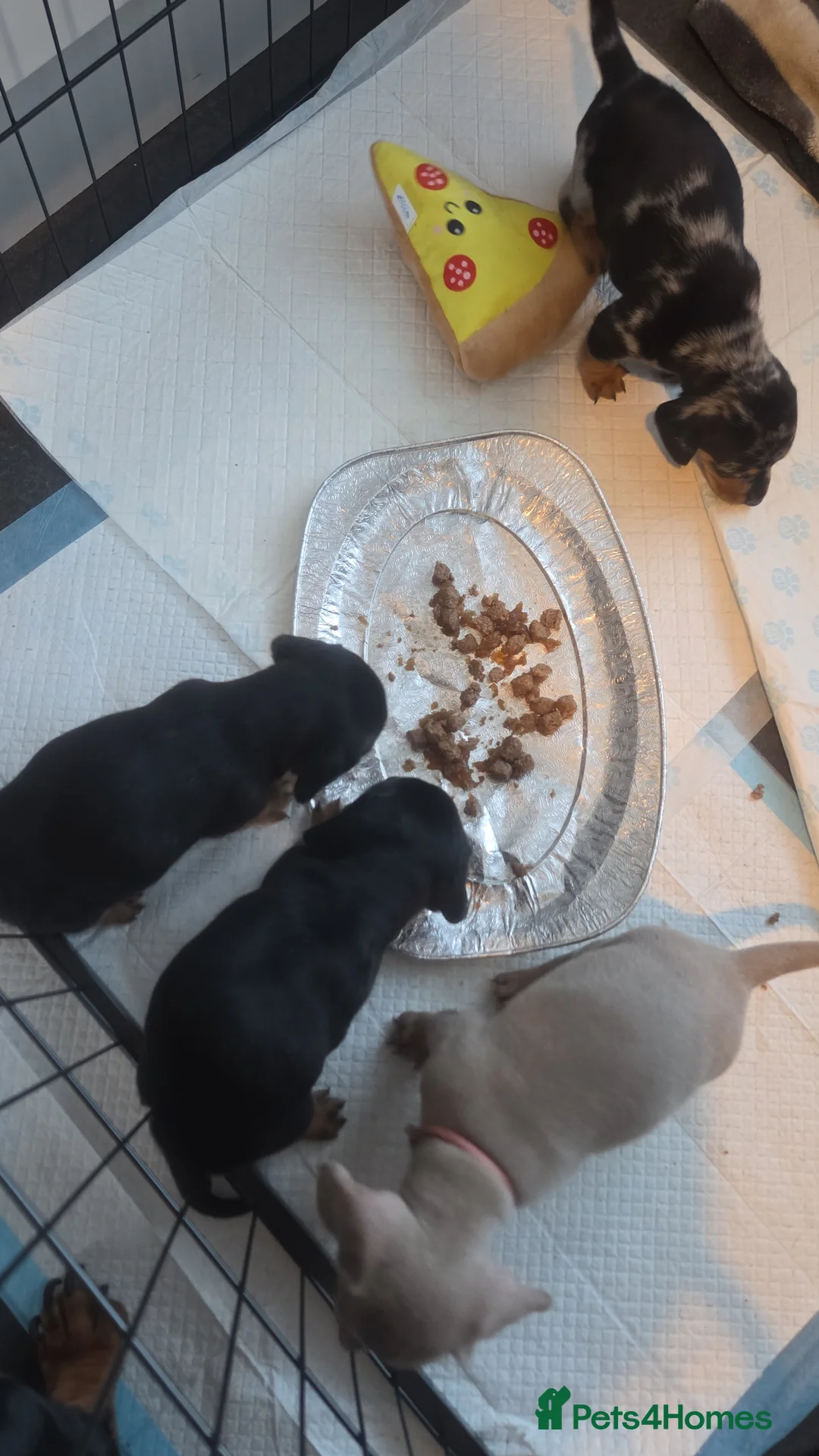 Dachshund dogs for sale: Dashaund puppies - Advert 2