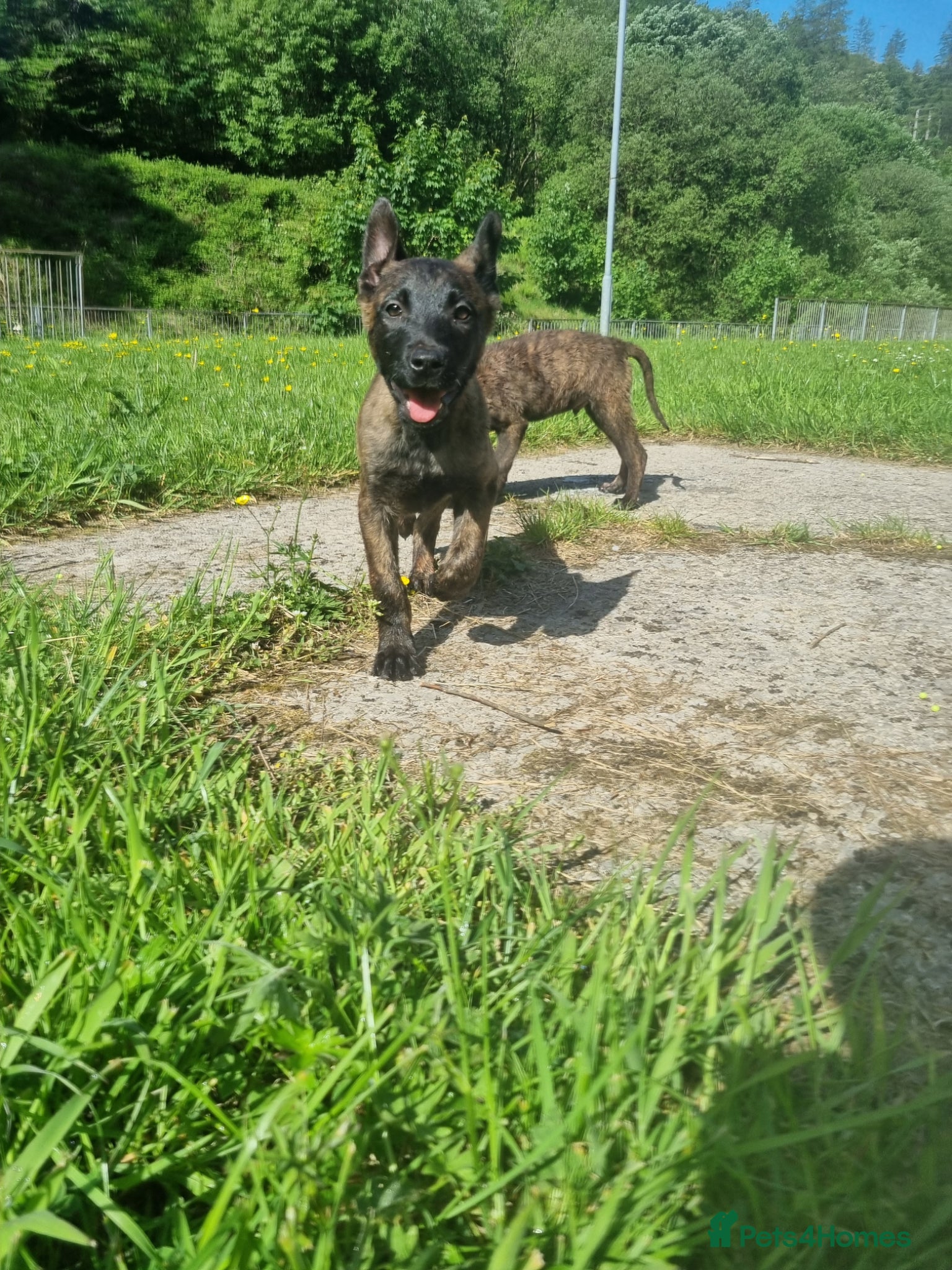 Belgian Shepherd Dog dogs Stunning Mali x herder Pups.2males left - Advert 1