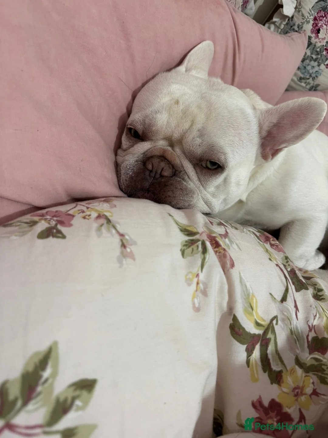 French Bulldog dogs for sale: 2 year old Male Frenchie called Pablo  - Advert 2