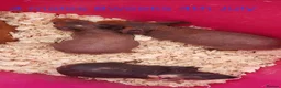 Guinea Pig rodents for sale: New Skinny Pigs Males and Females available now - Advert 15