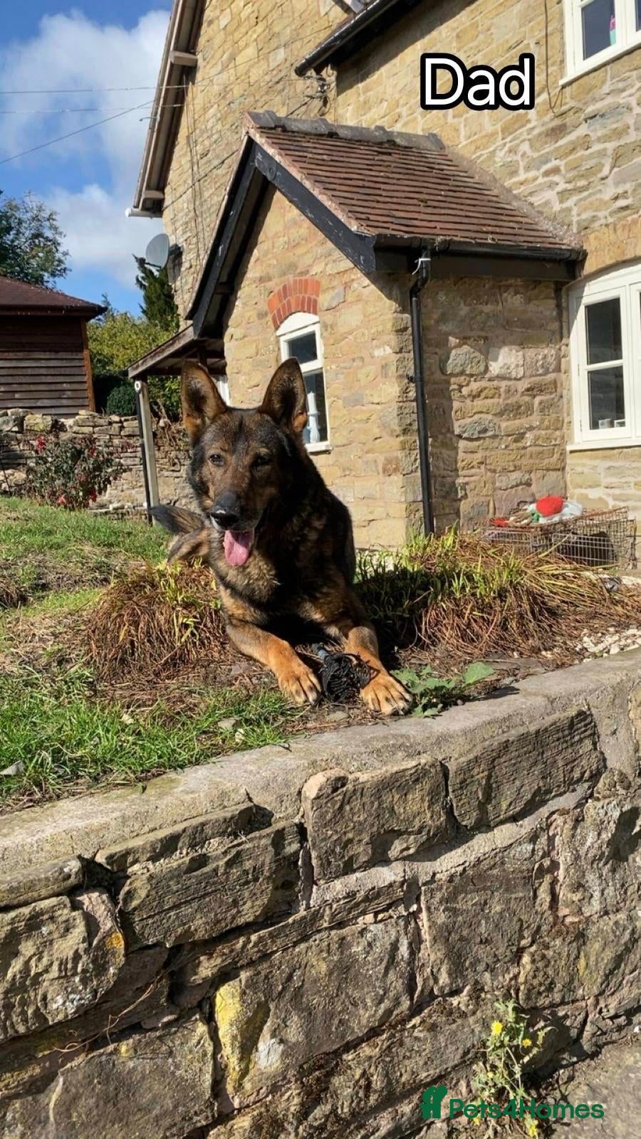 German Shepherd dogs for sale: Last German Shepherd Pup! in Willenhall - Advert 3