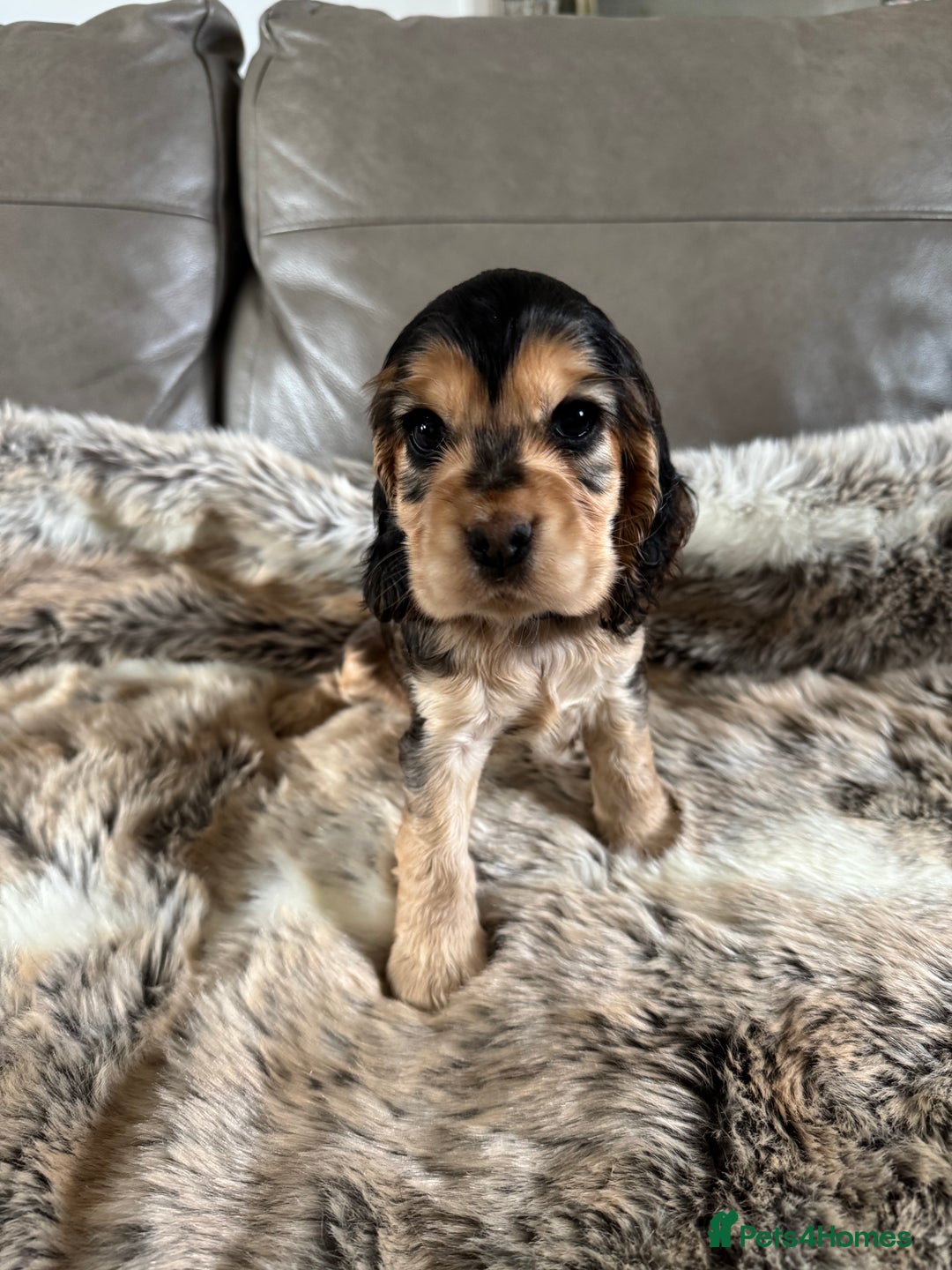 Cocker Spaniel dogs for sale: 🐶 Beautiful Show-Type Cocker Spaniel Puppies 🐶 - Advert 20