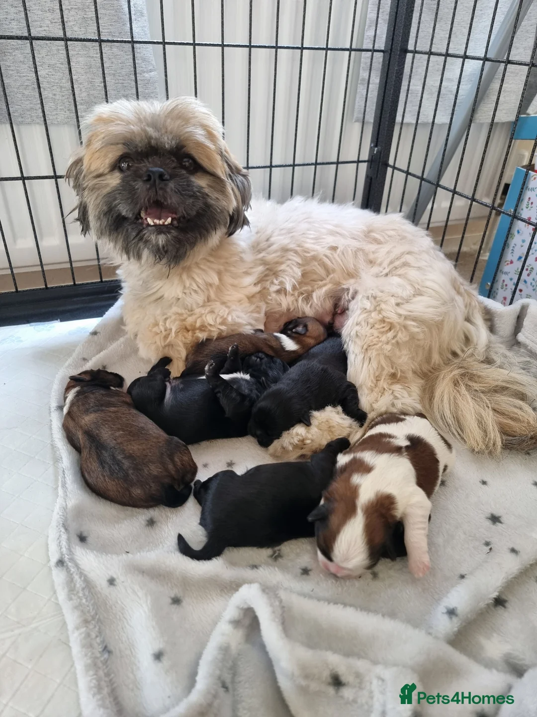 Shih Tzu dogs for sale: Shih tzu - Advert 2