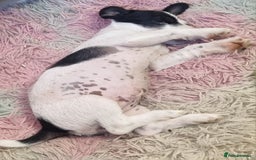 Jack Russell dogs for sale: 6 month jack russell  - Image 5