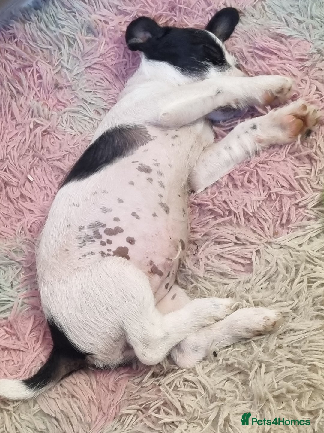 Jack Russell dogs for sale: 6 month jack russell  - Image 5