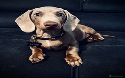 Dachshund dogs for sale: 5month male dachshund  - Image 5