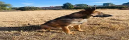 German Shepherd dogs for sale: Narla in London - Advert 2