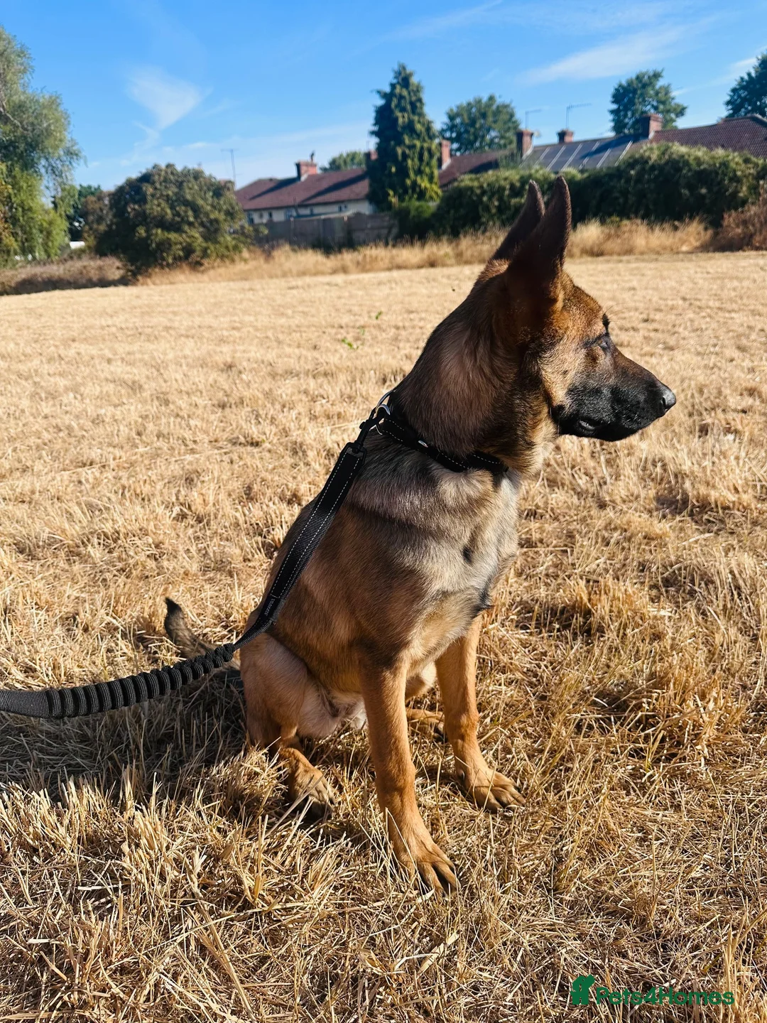 German Shepherd dogs for sale: Narla in London - Advert 2
