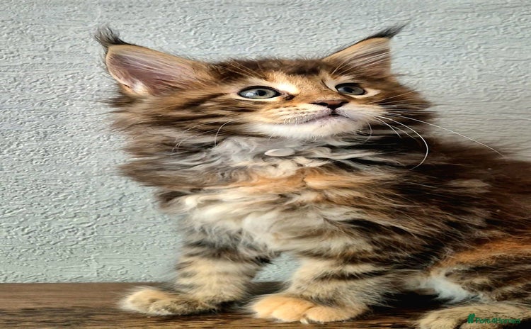 Maine Coon cats - Advert 7