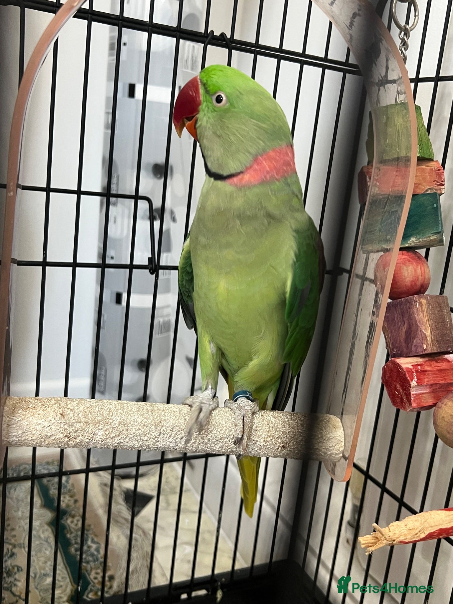 Mixed Breed birds Beautiful 3 Year Old Male Ringneck Parrot - Advert 2