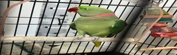 Mixed Breed birds for sale: Beautiful 3 Year Old Male Alexandrian Parrot - Advert 1