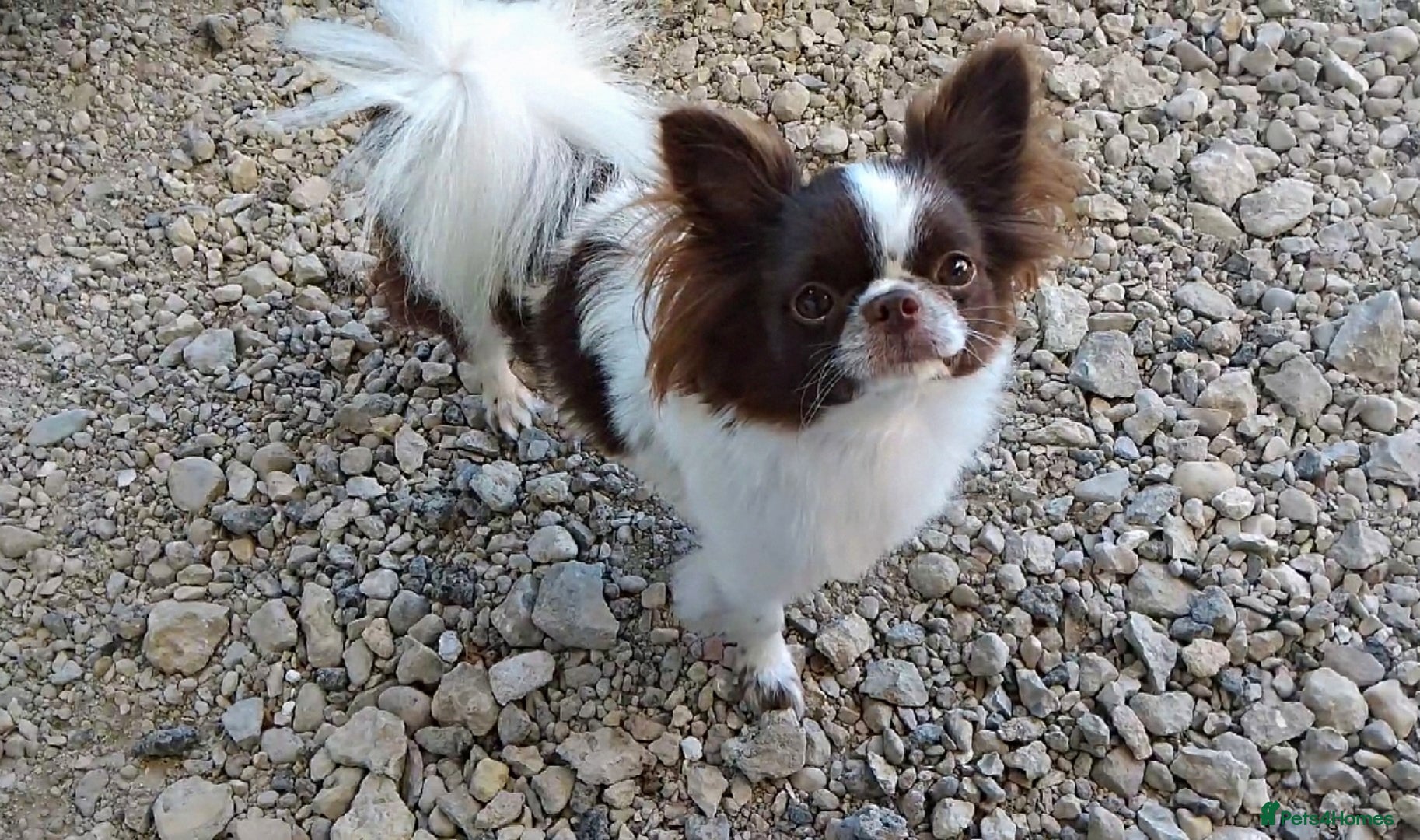 Chihuahua dogs KC reg-Heath Tested-Proven Stud - Advert 12