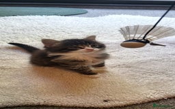 Mixed Breed cats for sale: Lovely kittens Looking for new Homes  - Image 19
