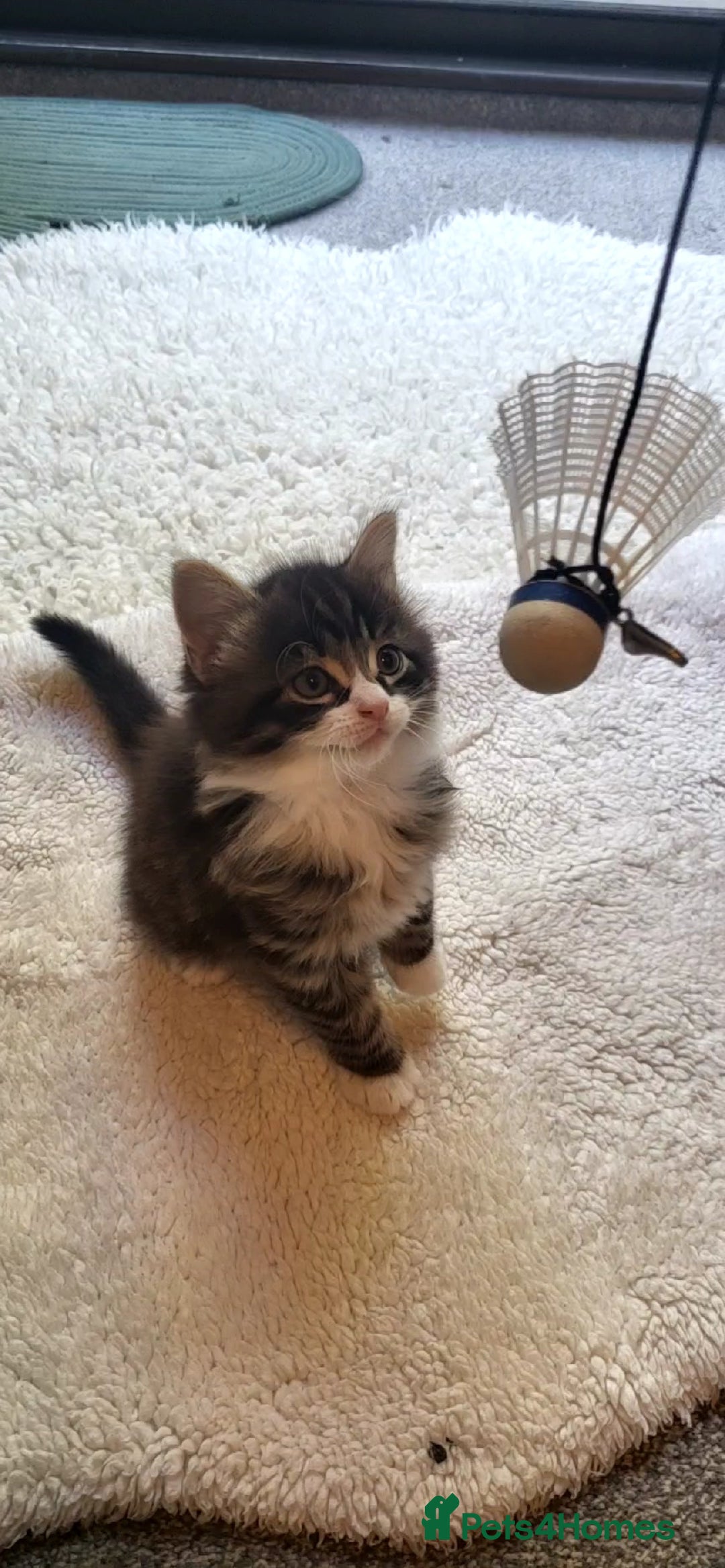 Mixed Breed cats for sale: Lovely kittens Looking for new Homes  - Image 19