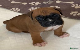 Boxer dogs for sale: Kc Boxer puppy’s bobtail and long licensed breeder - Image 22