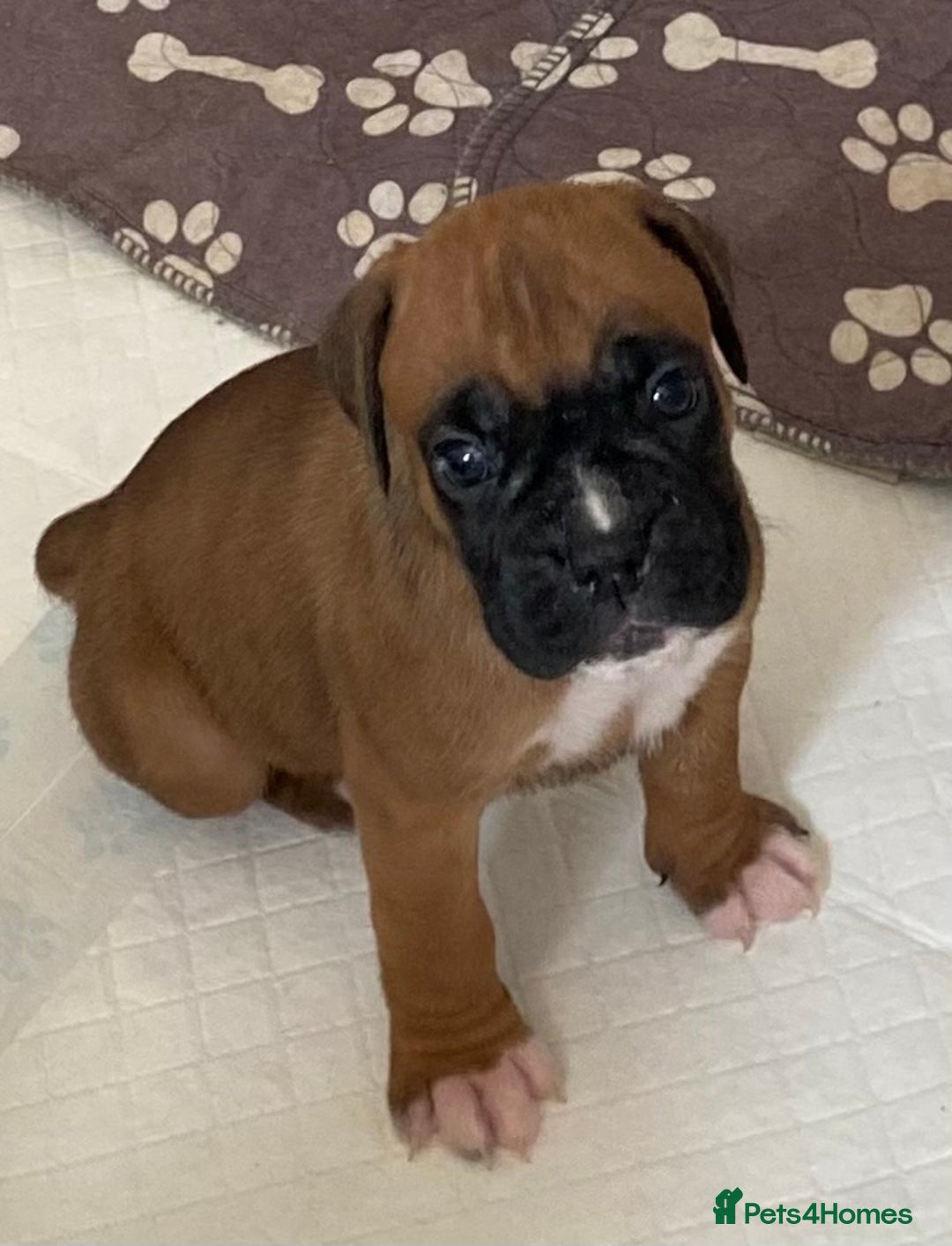 Boxer dogs for sale: Kc Boxer puppy’s bobtail and long licensed breeder - Image 22