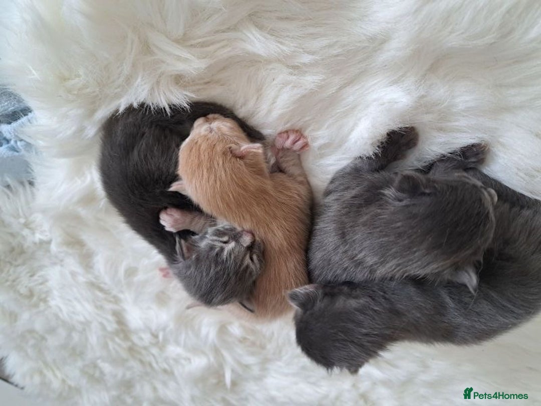 Maine Coon cats for sale: Maine coon kittens for sale  - Image 3