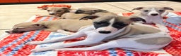Whippet dogs for sale: Whippet puppies - Advert 3