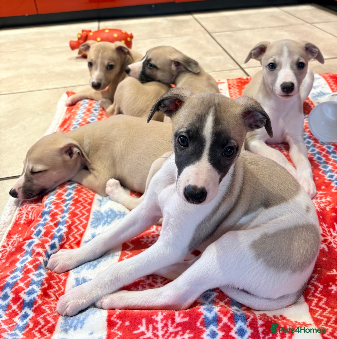 Whippet dogs for sale: Whippet puppies - Advert 3