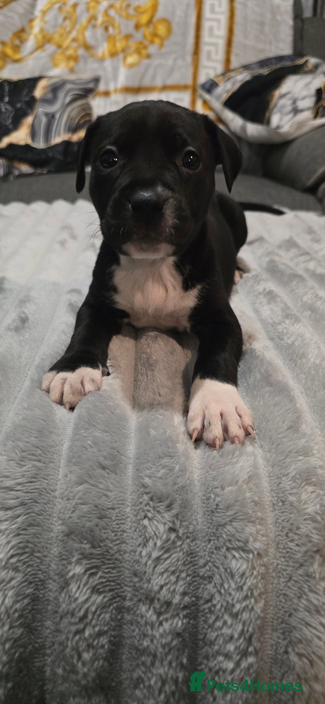 Mixed Breed dogs for sale: Staffy x Japanese akitas and cane corso pups - Advert 12