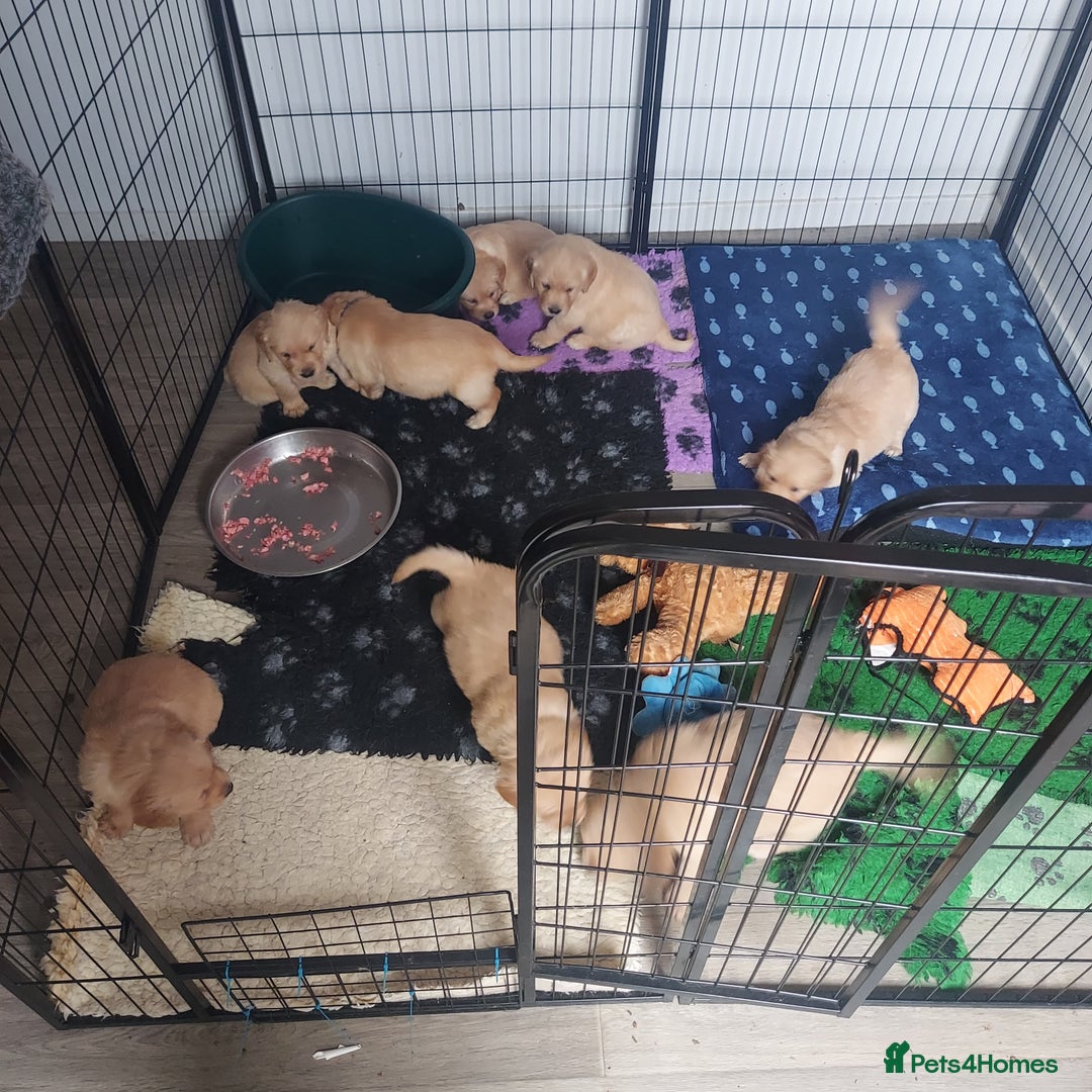 Golden Retriever dogs for sale: STUNNING Golden Retriever pups (1 BOY LEFT)  - Image 12