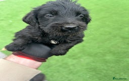 Mixed Breed dogs for sale: Here we have our last 3 pups of our litter  - Image 8