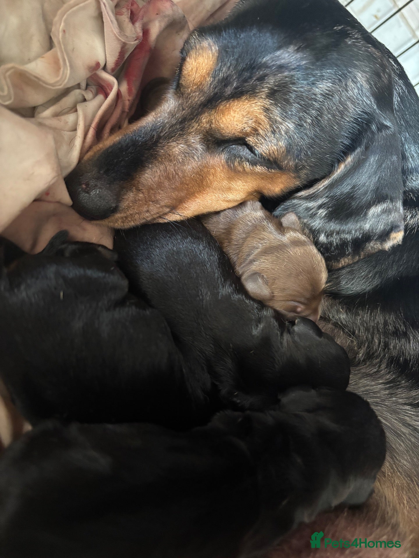 Dachshund dogs for sale: Gorgeous dacshund puppies for sale  - Advert 6