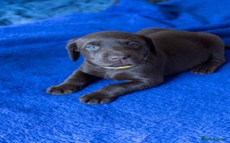 Labrador Retriever dogs for sale: Adorable Labrador Retriever Puppies  🐶💛 - Image 17