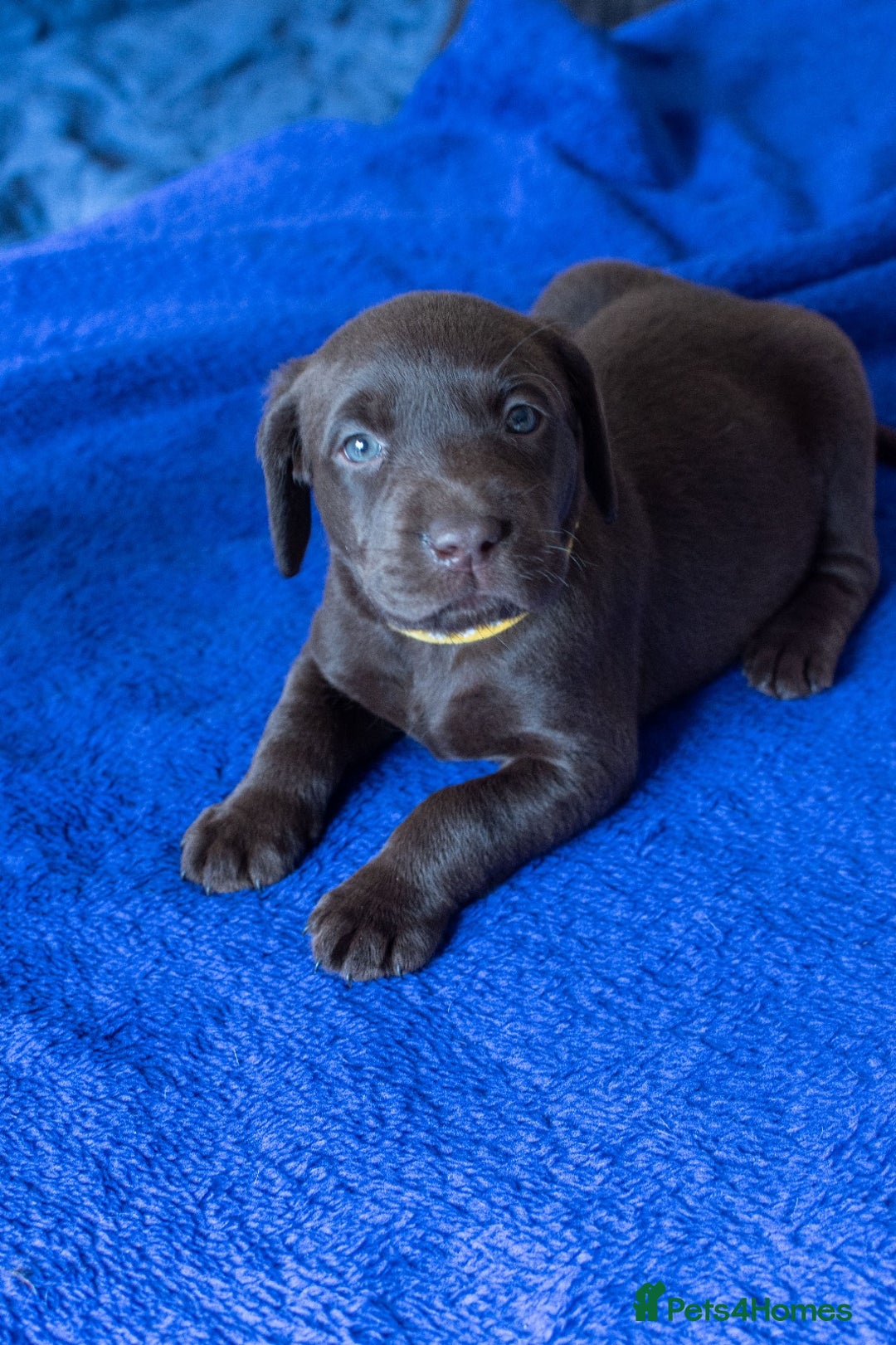 Labrador Retriever dogs for sale: Adorable Labrador Retriever Puppies  🐶💛 - Image 17