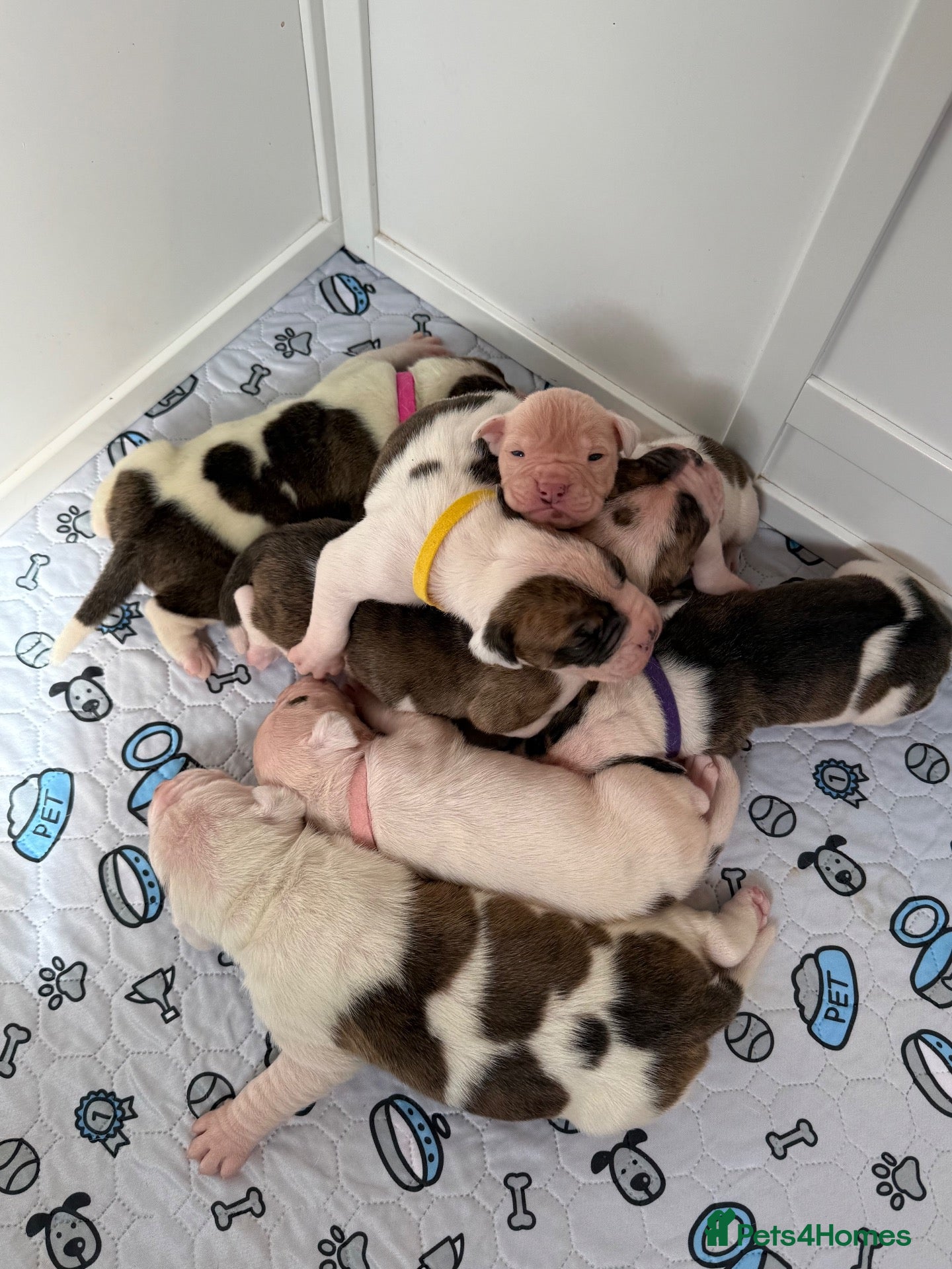 American Bulldog dogs Papered American Bulldog Pups.  - Advert 1
