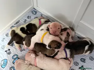 American Bulldog dogs Papered American Bulldog Pups. - Advert 17