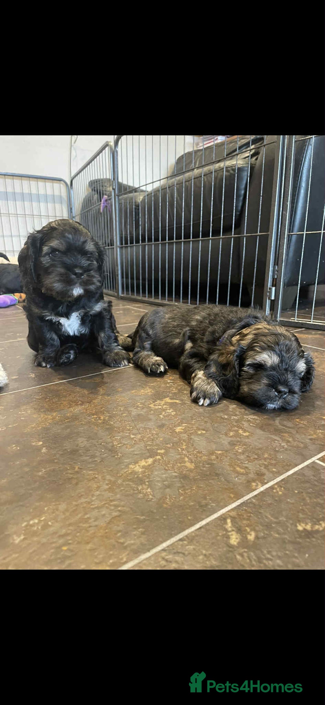 Mixed Breed dogs for sale: Three beautiful males looking for loving homes - Image 13