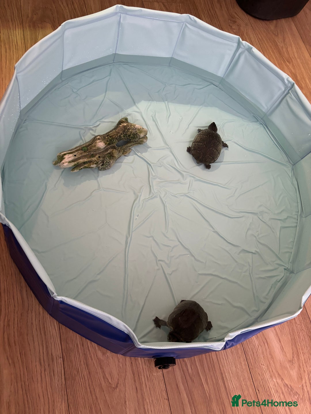 Turtle reptiles for sale: 2 x Common musk turtles with tank etc - Image 5
