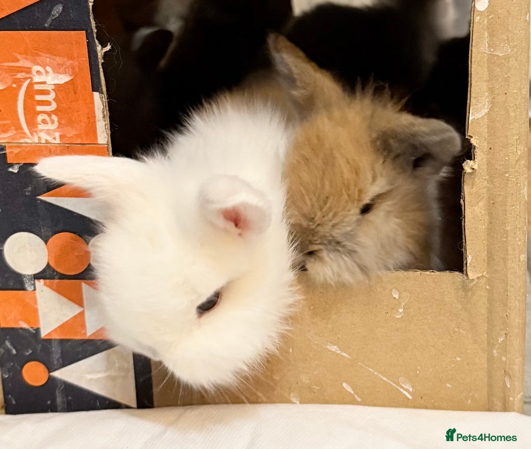 Lionhead rabbits for sale: 11 Double Maned Lionhead Babies For Sale - Advert 15