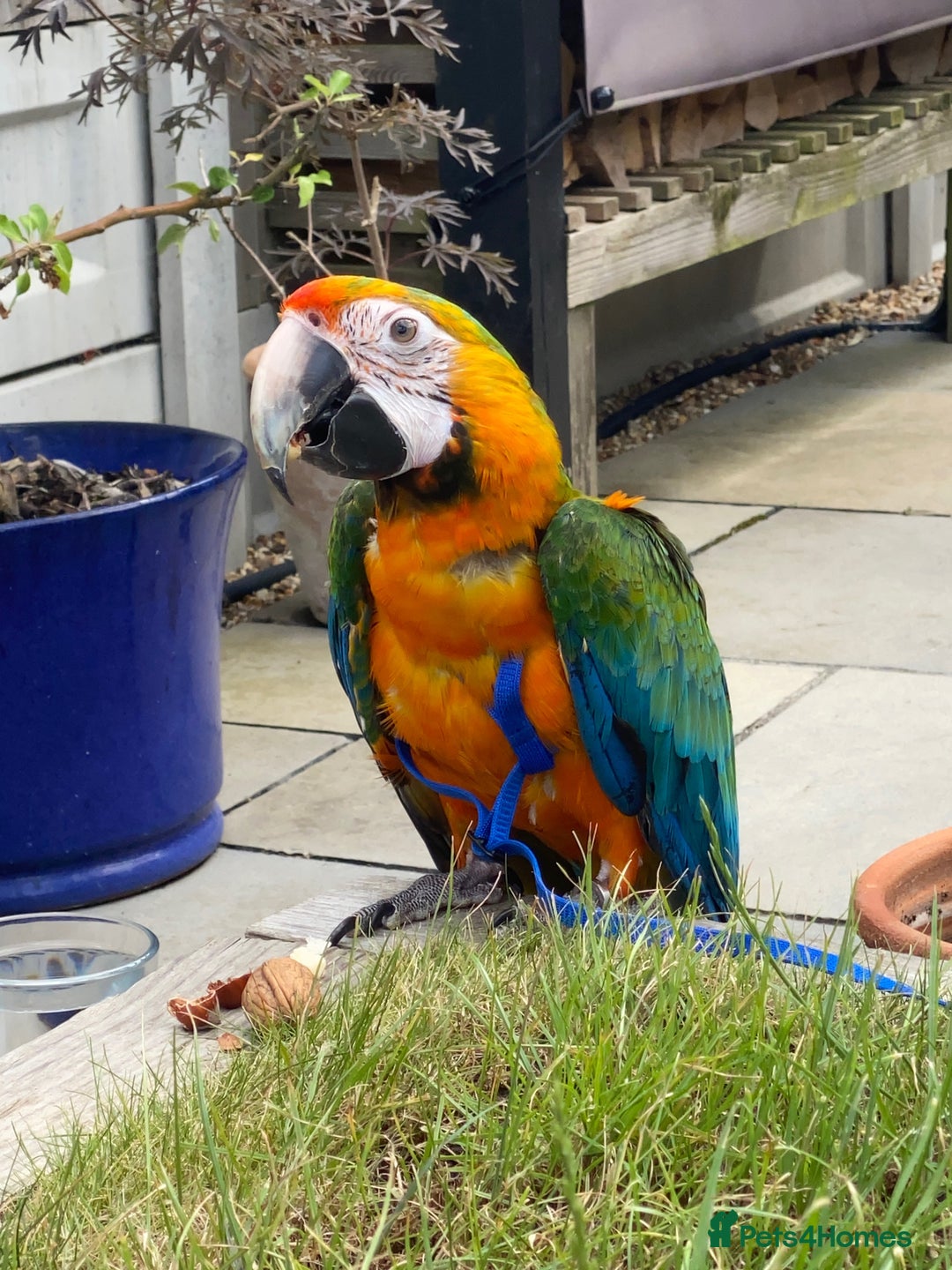 Macaws birds for sale: Catalina Macaw 🦜  - Image 4