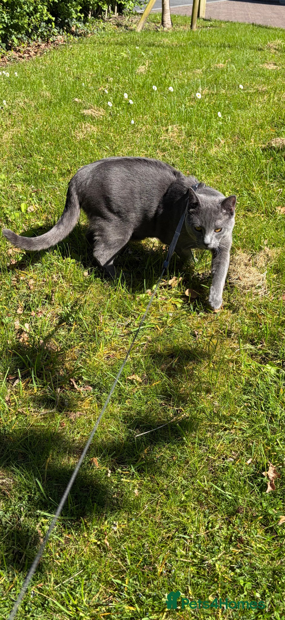 Chartreux cats Looking for loving home for male Chartreux - Advert 2