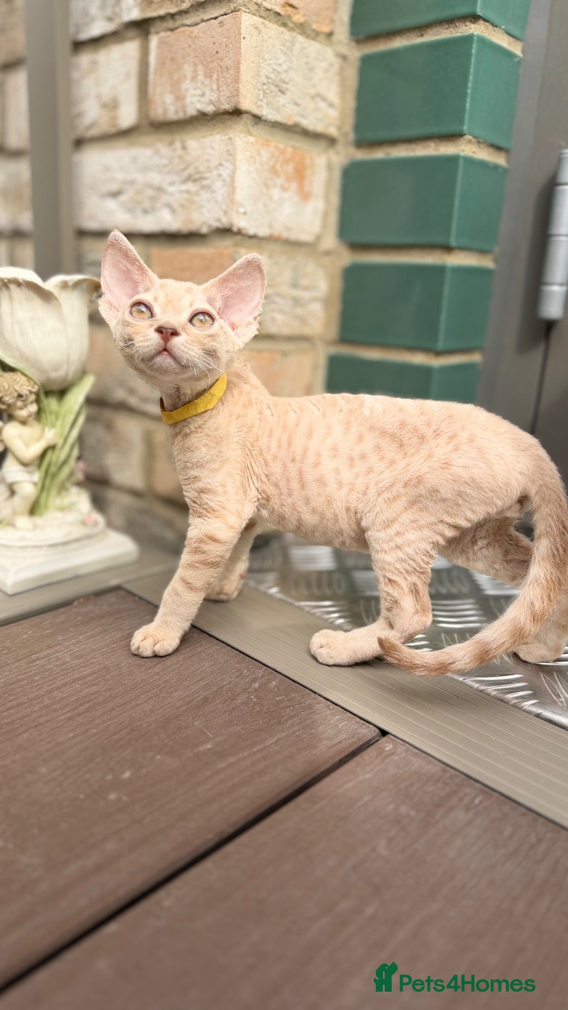 Devon Rex cats Devon Rex - Advert 1