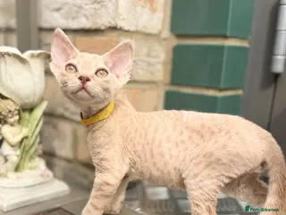 Devon Rex cats Devon Rex - Advert 1