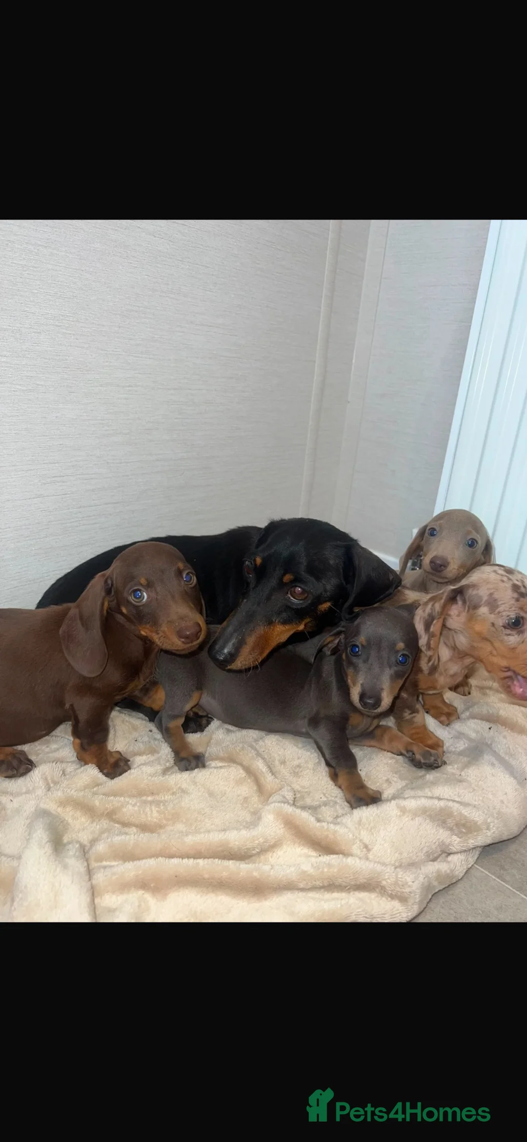 Miniature Dachshund dogs for sale: Miniature dachshund  in Stourport-on-Severn - Advert 20