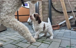 Bernedoodle dogs for sale: F1b Bernedoodle Puppies - Image 5