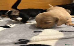 Miniature Dachshund dogs for sale: Mini dachshund puppies - Image 9