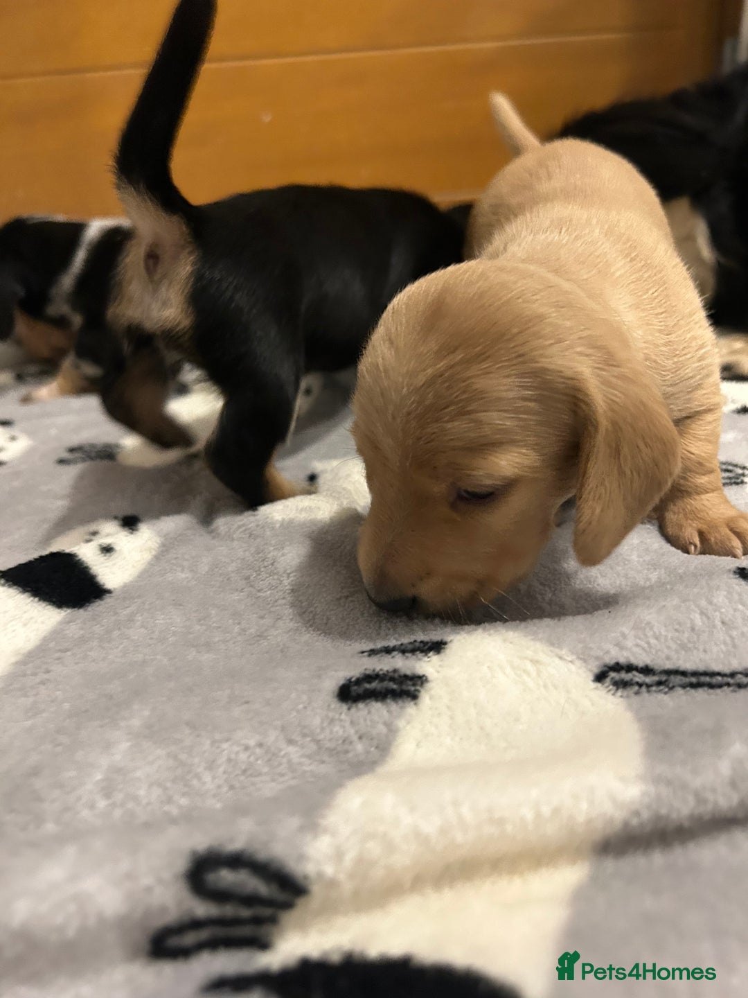 Miniature Dachshund dogs for sale: Mini dachshund puppies - Image 9