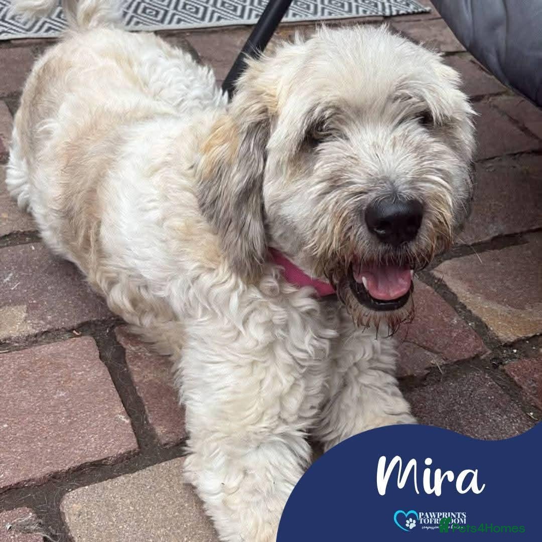 Mixed Breed dogs Meet Mira, currently residing in Cambridgeshire  - Advert 2