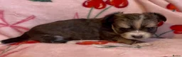 Chorkie dogs for sale: Beautiful Chorkie Girl Puppies - Advert 4