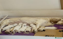 Clumber Spaniel dogs for sale: KC Clumber Spaniels  - Image 10