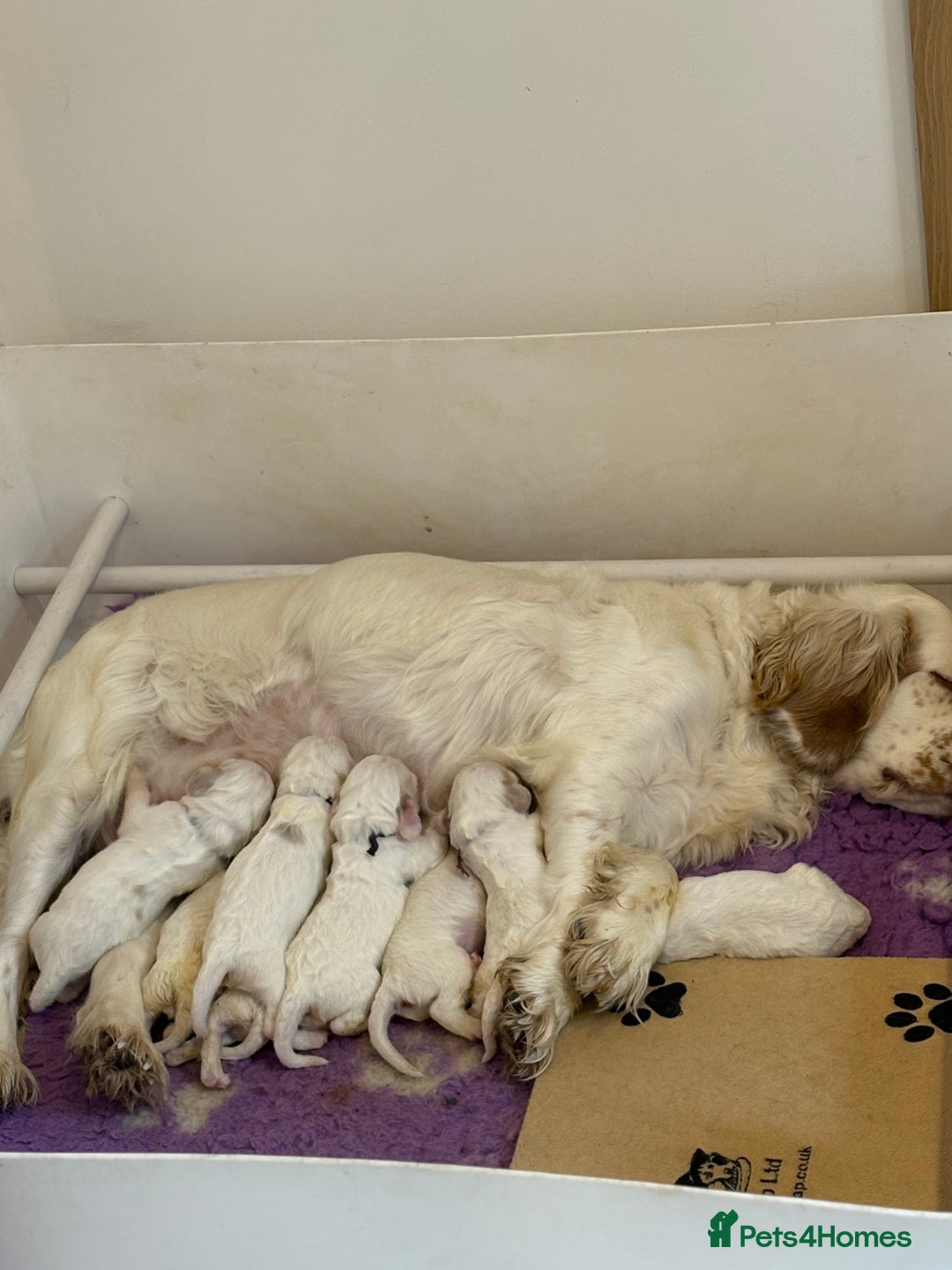 Clumber Spaniel dogs for sale: KC Clumber Spaniels  - Image 10
